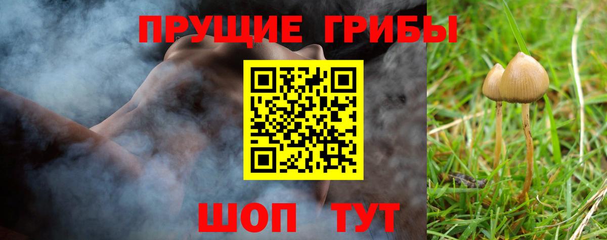 Псилоцибиновые грибы Psilocybine cubensis Северск